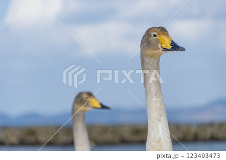 二羽の白鳥、幼鳥の首。青森、合浦公園 123493473