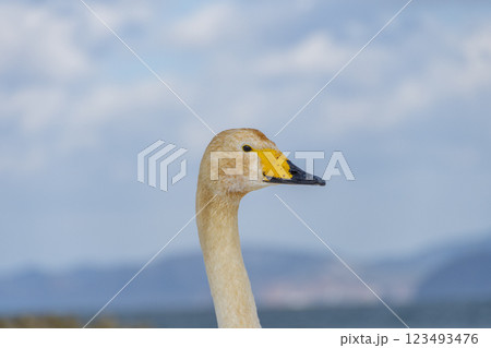 白鳥の幼鳥の首。青森、合浦公園 白鳥の幼鳥の首。青森、合浦公園 123493476