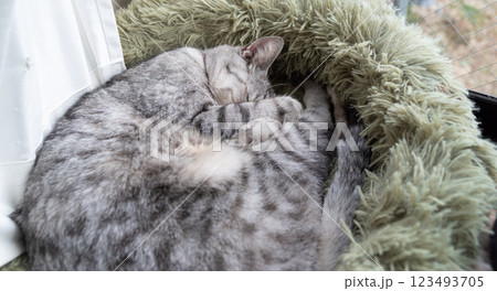 窓辺で眠る猫 サバトラ猫 窓辺で眠る猫 サバトラ猫 123493705