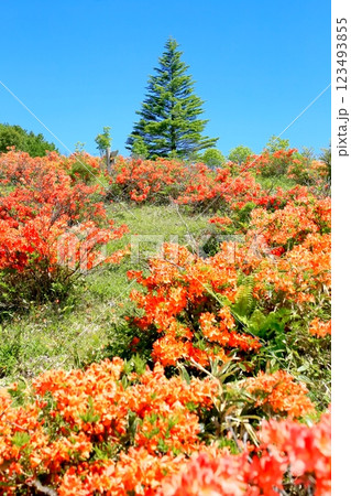 破風高原のレンゲツツジ 123493855