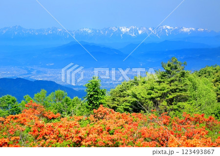 破風高原のレンゲツツジ 123493867