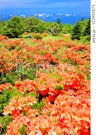 破風高原のレンゲツツジ 破風高原のレンゲツツジ 123493871
