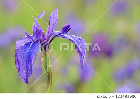 雨露に濡れるかきつばたの花 123493980