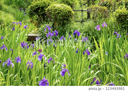 雨露に濡れるかきつばたの花 雨露に濡れるかきつばたの花 123493981
