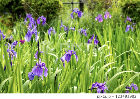 雨露に濡れるかきつばたの花 123493982