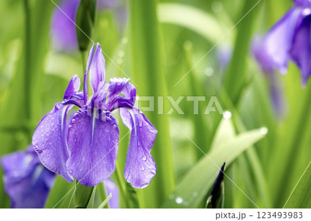 雨露に濡れるかきつばたの花 雨露に濡れるかきつばたの花 123493983