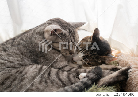 窓辺で眠る二匹の猫 123494090
