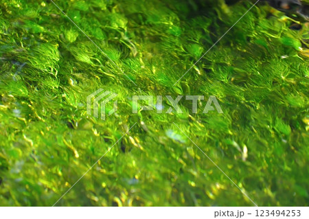 冬の朝、忍野八海の清流に流れるバイカモ 123494253