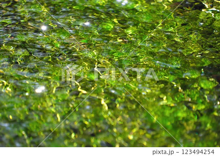 冬の朝、忍野八海の清流に流れるバイカモ 123494254