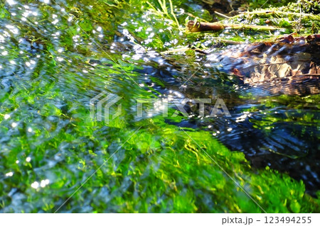 冬の朝、忍野八海の清流に流れるバイカモ 123494255