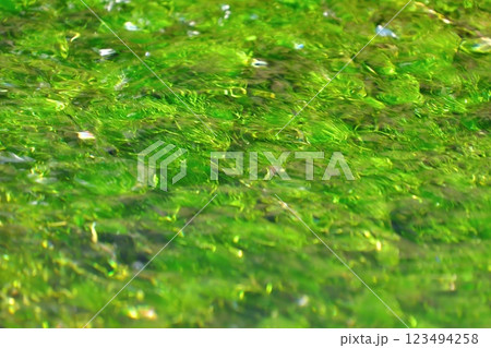 冬の朝、忍野八海の清流に流れるバイカモ 123494258