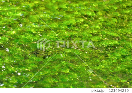 冬の朝、忍野八海の清流に流れるバイカモ 123494259