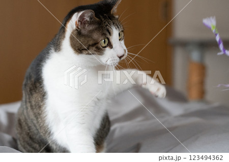 見つめる猫　キジトラ白 123494362