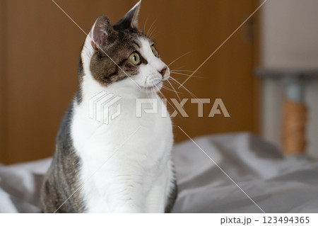 見つめる猫　キジトラ白 123494365