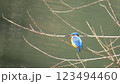 カワセミ 123494460