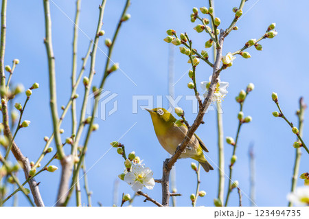 メジロと梅 123494735