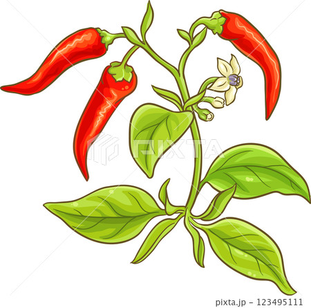 Cayenne Pepper Plant with Flowers, Leaves and Fruits Colored Detailed Illustration. Organic natural nutritional healthy food ingredient, vegetarian diet product. 123495111