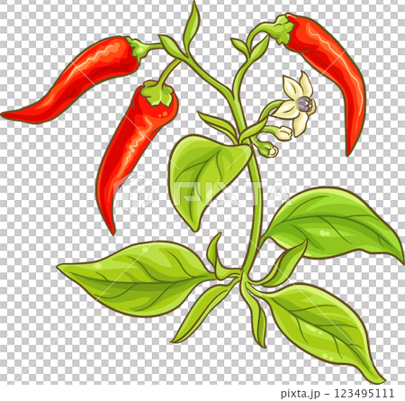 Cayenne Pepper Plant with Flowers, Leaves and Fruits Colored Detailed Illustration. Organic natural nutritional healthy food ingredient, vegetarian diet product. 123495111
