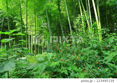 東京都目黒区 すずめのお宿緑地公園 東京都目黒区 すずめのお宿緑地公園 123495139