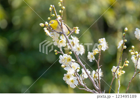 メジロと梅 123495189