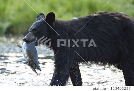 サケを捕えたアメリカグマ 123495237