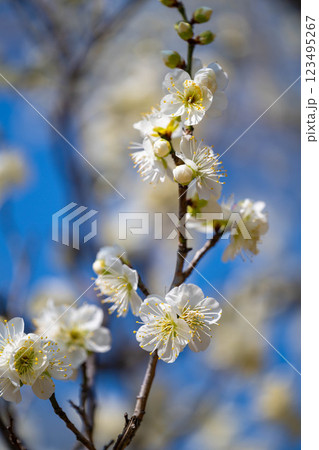 山田池公園の梅 123495267