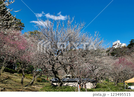 静岡県熱海市　熱海梅園　中央広場の梅林　早咲きの梅 123495515
