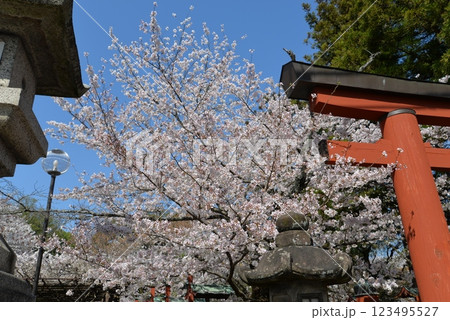 奈良公園の桜 123495527