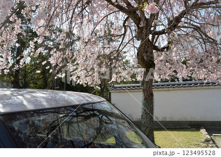 乗用車と桜 乗用車と桜 123495528