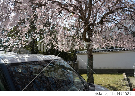 乗用車と桜 123495529