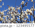 青空を背景に梅の花とミツバチ 123495577