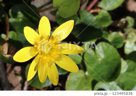ヒメリュウキンカの花 ヒメリュウキンカの花 123495836