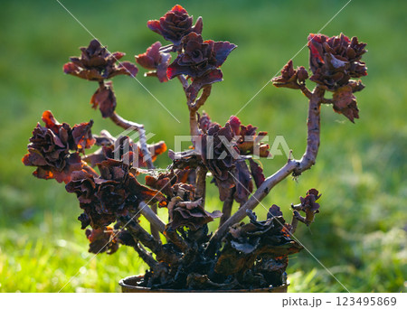 Withered Flower in a Pot Withered Flower in a Pot 123495869