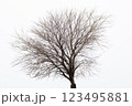 裸の木 123495881