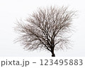 裸の木 123495883