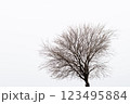 裸の木 123495884