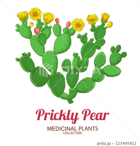 Prickly Pear Colored Detailed Illustration 123495922