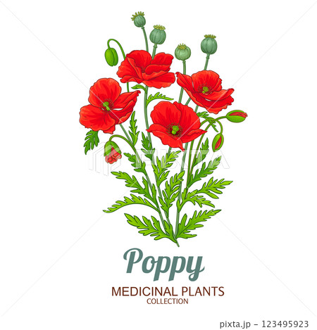 Poppy Plant Colored Detailed Illustration 123495923