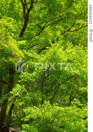 青もみじ 123495983
