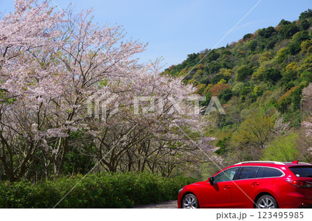 ドライブイメージ　桜 123495985