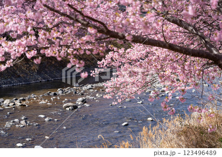 桜のある風景 桜のある風景 123496489