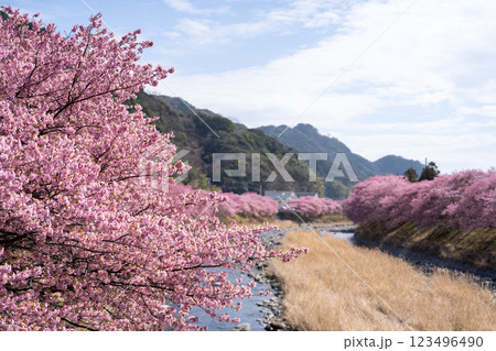 河津桜のある風景 123496490