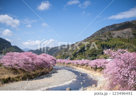 河津桜のある風景 河津桜のある風景 123496491