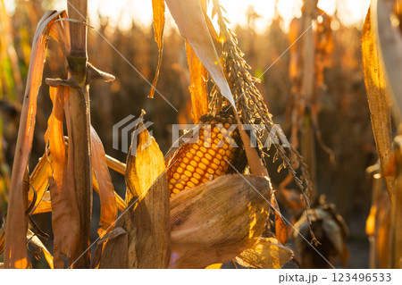 A ripe cob of corn stands out vividly among dried leaves and husks, illuminated by warm, golden sunlight during the autumn harvest season A ripe cob of corn stands out vividly among dried leaves and husks, illuminated by warm, golden sunlight during the autumn harvest season 123496533