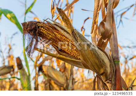 A mature cob of corn stands out with plump kernels, surrounded by dried corn stalks in a sun-drenched field, indicating a rich late summer harvest 123496535