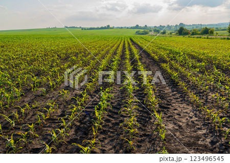The agricultural landscape features extensive rows of vibrant young corn plants growing in rich, dark soil under a sunny sky. This field represents the heart of farming The agricultural landscape features extensive rows of vibrant young corn plants growing in rich, dark soil under a sunny sky. This field represents the heart of farming 123496545