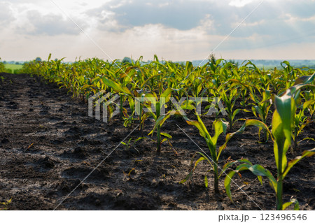 Young corn plants are growing in neat rows across an expansive agricultural field. The crops are nourished by rich soil, reaching toward a cloudy sky Young corn plants are growing in neat rows across an expansive agricultural field. The crops are nourished by rich soil, reaching toward a cloudy sky 123496546