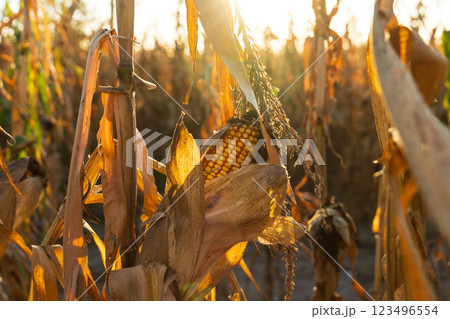 A cob of ripe corn stands prominently, surrounded by dry, wilted leaves in a warm golden field as the sun sets, embodying the richness of the harvest A cob of ripe corn stands prominently, surrounded by dry, wilted leaves in a warm golden field as the sun sets, embodying the richness of the harvest 123496554