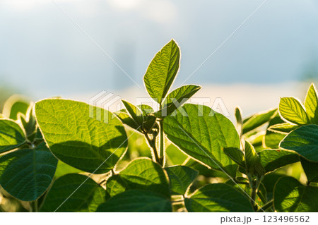 Lush young soybean plants grow vigorously in a field, basking in warm sunlight during the early summer months, highlighting their healthy development 123496562