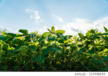 The field is filled with healthy soybean plants, showcasing vibrant green leaves and developing pods under a bright blue sky during daytime hours The field is filled with healthy soybean plants, showcasing vibrant green leaves and developing pods under a bright blue sky during daytime hours 123496630